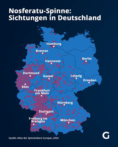 nosferatu-spinne deutschland